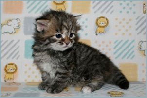 Female Siberian Kitten from Deedlebug Siberians